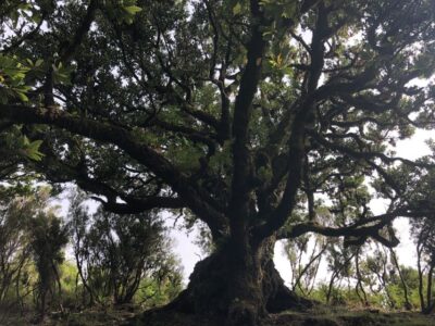 Madeira: Private Tour of Fanal Forest - Tis Trees (Ocotea foetens) and the Little Details That Make the Forest Click