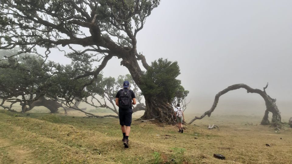 Madeira: Private Tour of Fanal Forest - Rainy Season Reality: Fog, Cold, and the Crater Lake Possibility