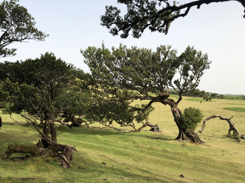 Madeira: Private Tour of Fanal Forest - Private Vehicle, Real-Time Flexibility, and the Guide Factor