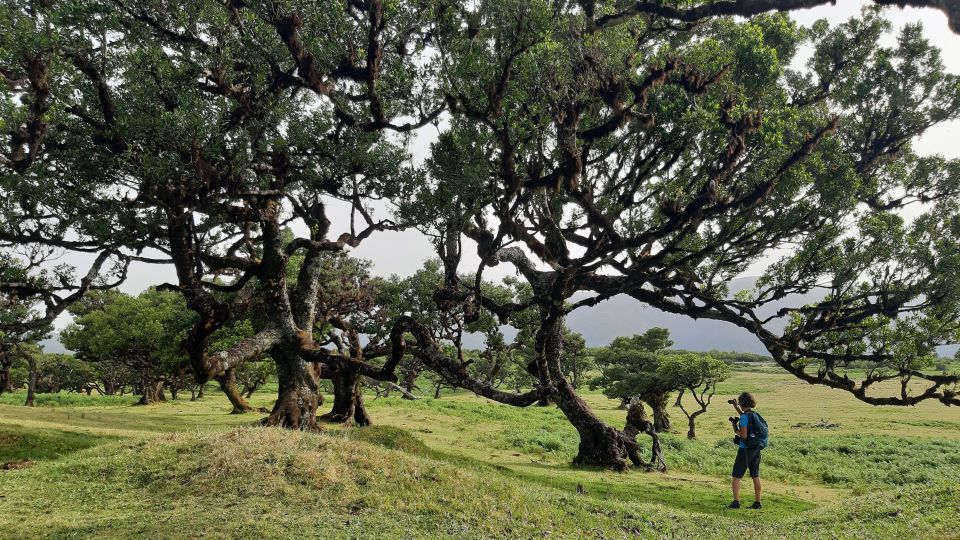 Madeira: Private Tour of Fanal Forest - Price and Value: Is $188 for Up to Two People Fair?