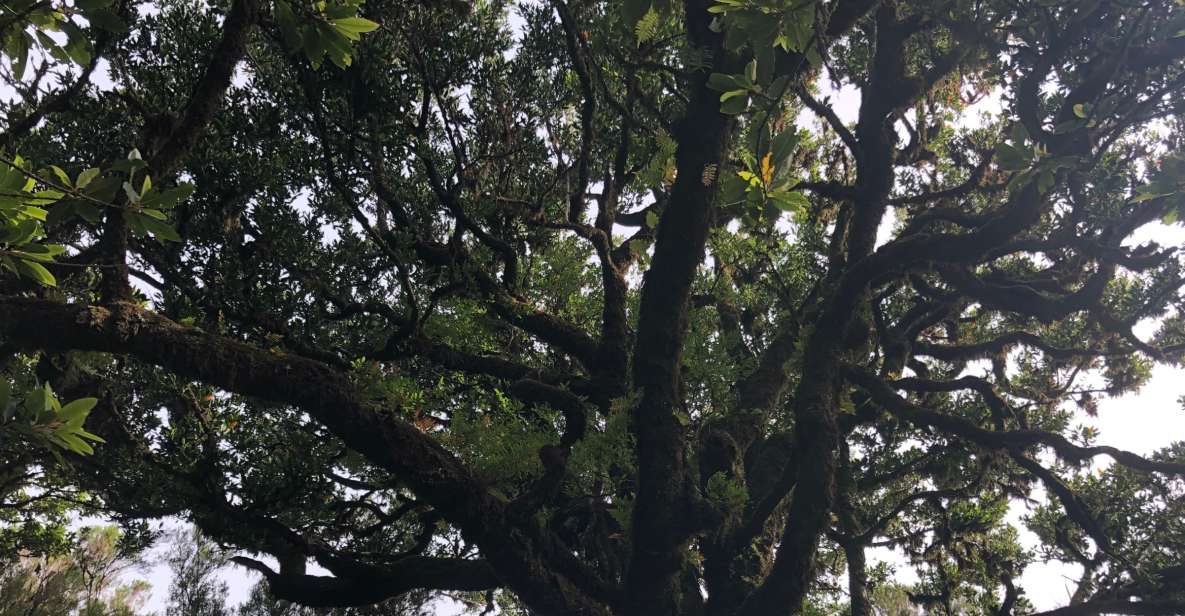 Madeira: Private Tour of Fanal Forest - What’s Included (and What You’ll Need to Bring)