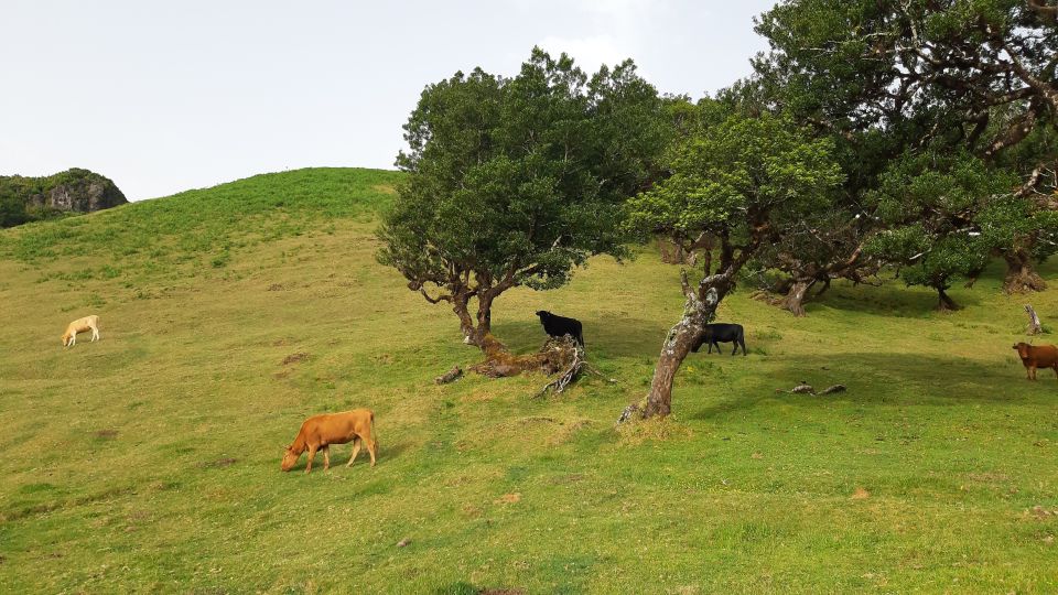 Madeira: Private Tour of Fanal Forest - Vehicle Rules and Walking Comfort: Small Stuff That Prevents Big Annoyance