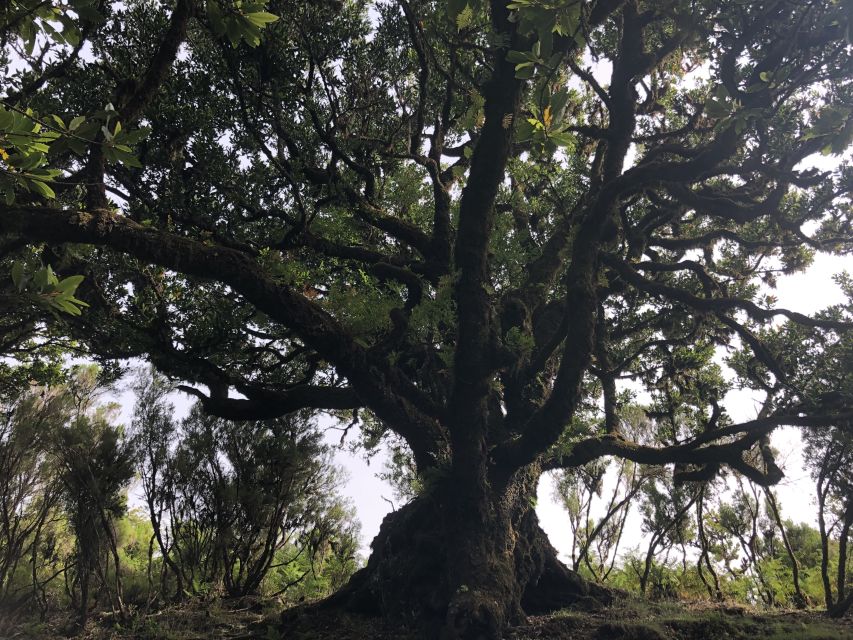 Madeira: Private Tour of Fanal Forest - Tis Trees (Ocotea foetens) and the Little Details That Make the Forest Click