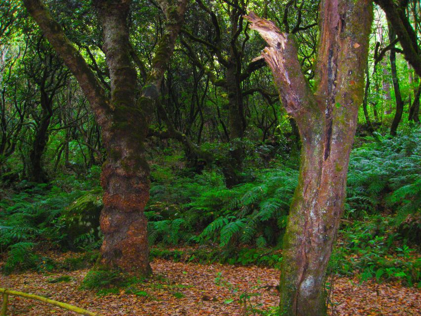 Madeira: Queimadas, Caldeirão Verde and Levada Walk - Food on your terms: lunch isn’t included