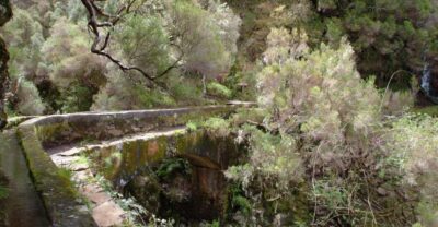 Madeira: Rabaçal Valleys 3-Hour Guided Walk - Walking through the Laurisilva UNESCO forest (and what to look for)