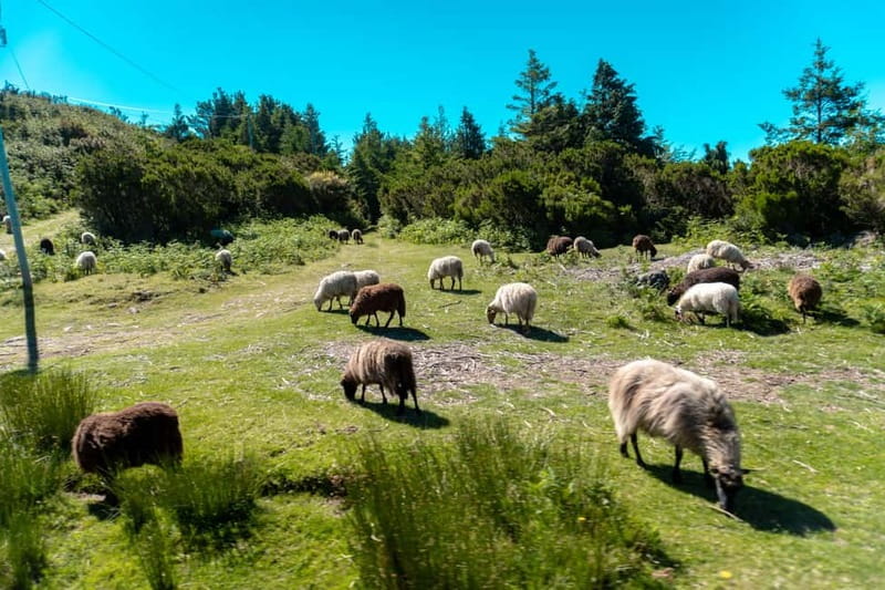 Madeira: Santana Jeep Safari and Balções Levada Walk - Balcões Levada walk: Madeira’s UNESCO forest views, without a long grind