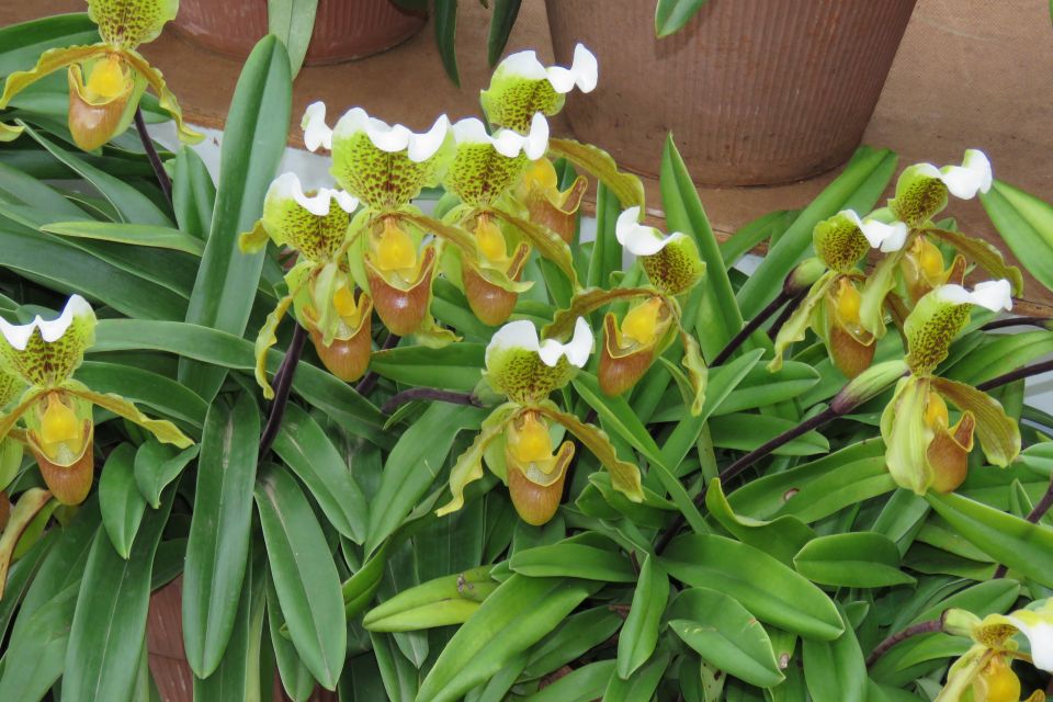 Madeira : Santo de Serra Local Farmers' Market half day trip - Guide Style Makes or Breaks the Half-Day