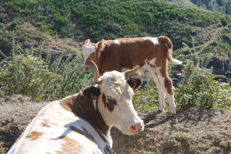 Madeira : Southwest coast, Run & Anjo´s Waterfall 4x4 Tour - Ponta do Pargo: the west-side viewpoint you’ll remember