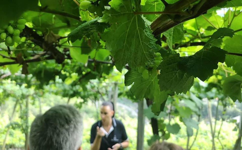 Madeira - Vineyard Tour Wine Tasting - Included - Tips to make the day easier