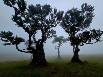 Madeira: Visit the Vulcanic Pools, Waterfalls and the Magic Forest of Fanal - Pickup in Funchal and São Vicente: the start that matters