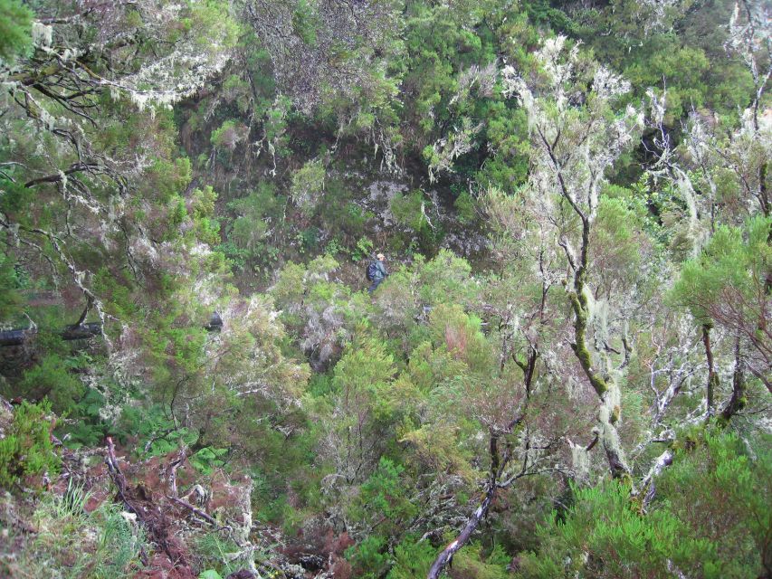 Madeira Walks - Rabaçal and the 25 Fountains - The Rabaçal Reserve Hike: Waterfalls, Flora, and a Guide’s Pace