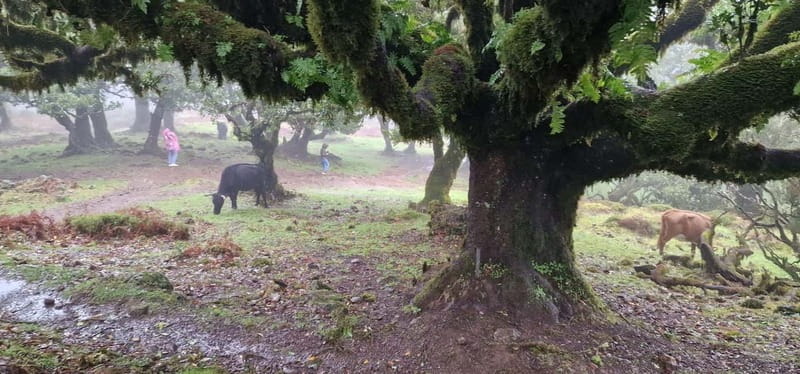 Madeira West Island Full-Day Tour with Fanal Forest - Driving Through Ribeira Brava and Ponta do Sol: The Calm Between Big Stops