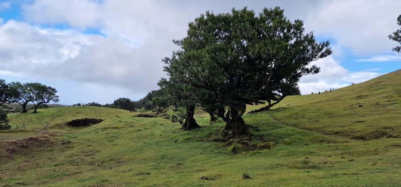 Madeira West Island Full-Day Tour with Fanal Forest - Seixal Waterfalls on the Coastal Road to São Vicente