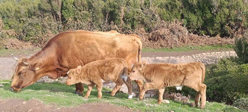 Madeira West Island Full-Day Tour with Fanal Forest - Pickup and Timing: Starting Between 8:00 and 9:00, Back by 17:00