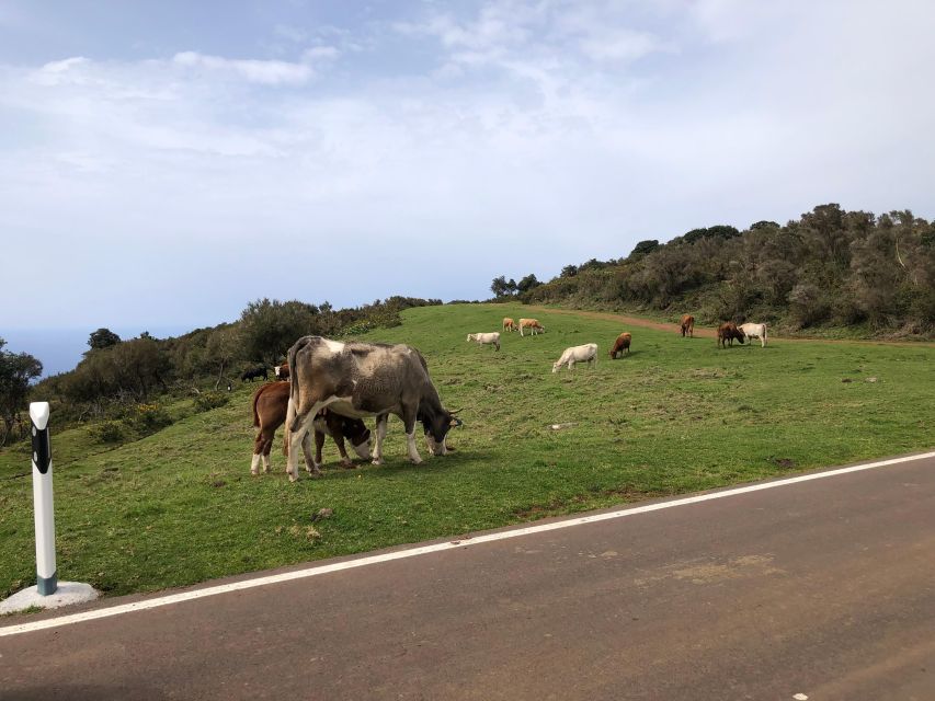 Madeira West Safari - The natural lava pools of Porto Moniz - Fanal Forest: Why This Stop Feels Like a Different World