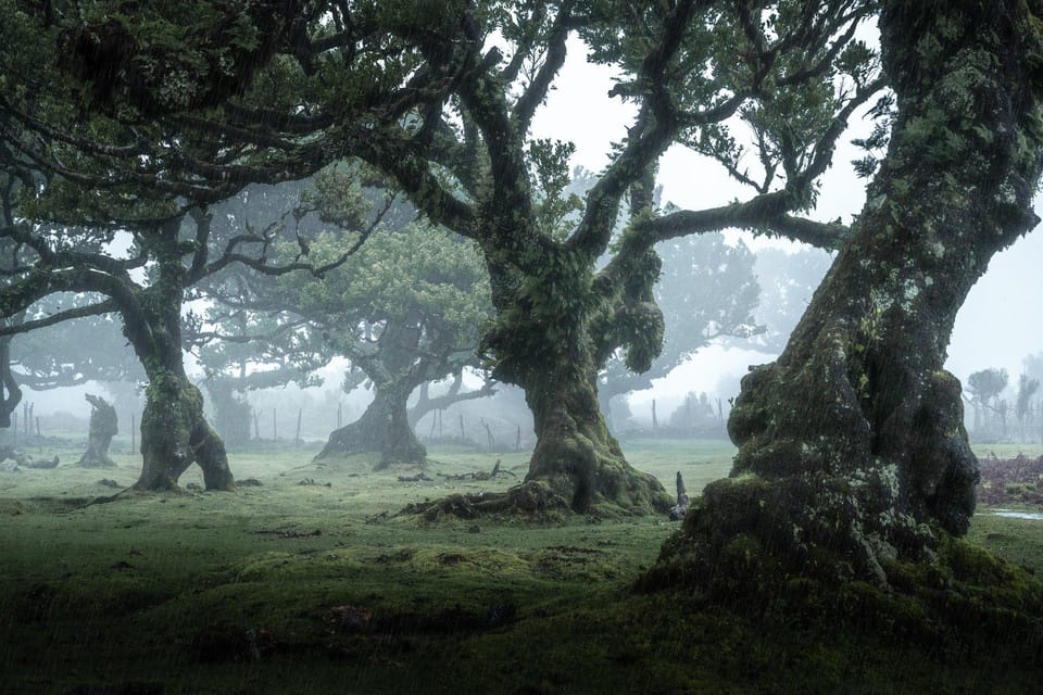 Madeira: West Tour With Guide Fanal Forest SykWalkExperience - Key highlights worth your attention