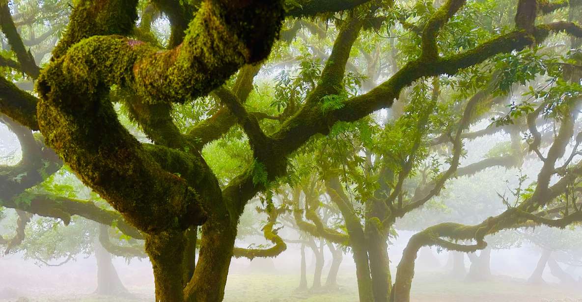 Madeira: Western Madeira Guided Trip & Fanal Mystic Forest - Key things you should know before you go
