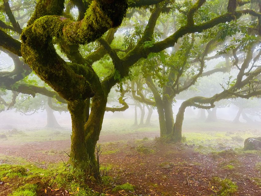 Madeira: Western Madeira Guided Trip & Fanal Mystic Forest - Fanal and the Laurissilva Forest walk: misty, ancient, and quiet