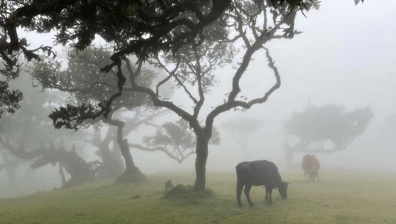 Madeira: Westside Achadas Cruz, Moniz, Seixal and Fanal - West and North Madeira in one day: what the tour feels like