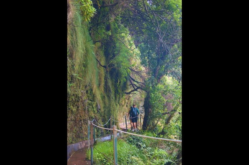 Madeira: Wet your hair in the amazing Levada Nova / Moinhos - Timing and transfers: why this 8-hour format is practical