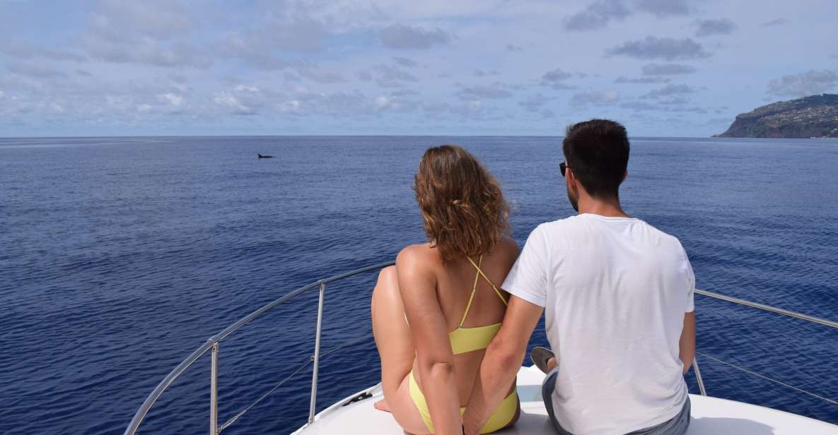 Madeira: Whale and Dolphin Watching Private Cruise - Calheta’s Coast, the Yacht, and the Real Rhythm of Whale Watching