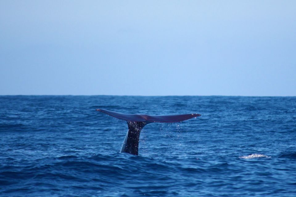 Madeira: Whale and Dolphin Watching Private Cruise - The 2.5-Hour Flow: Safety, Cruise Scanning, and Your Swim/Snorkel Break
