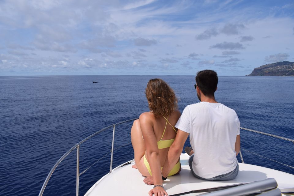 Madeira: Whale and Dolphin Watching Private Cruise - Marine Life Etiquette and What You Can Honestly Expect