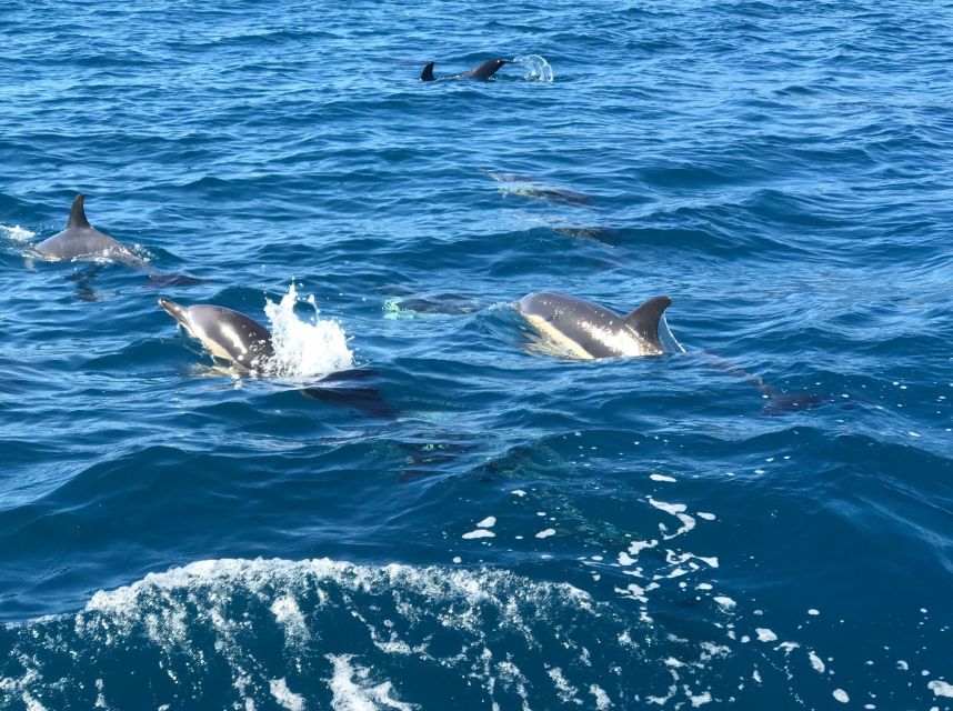 Madeira: Whale and Dolphin Watching Private Cruise - Your Decision: Should You Book This Madeira Whale and Dolphin Cruise?