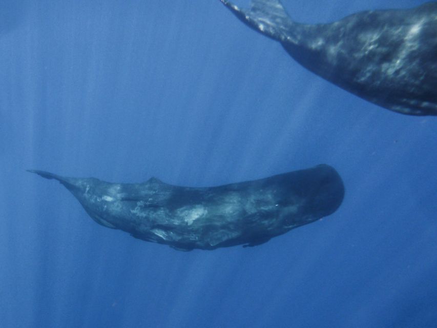 Madeira: Whale and Dolphin Watching Tour - Who should book this tour, and who should skip it