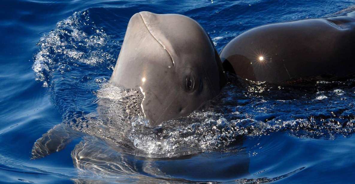 Madeira: Whale and Dolphin Watching Tour - Madeira Sea Emotions and the Ponta de São Lourenço launch