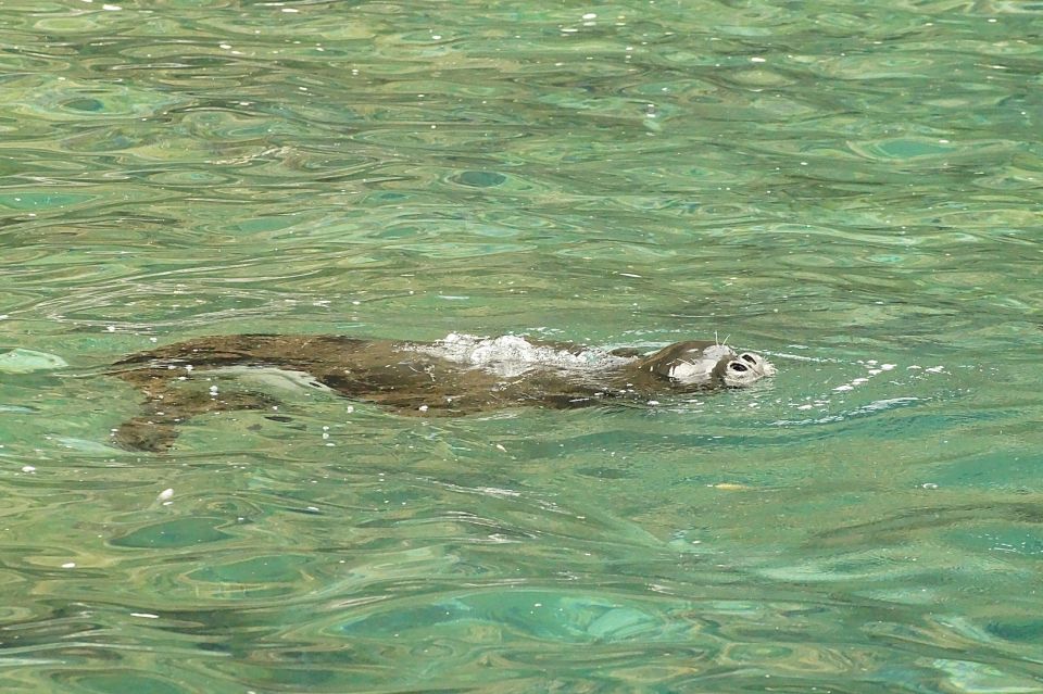 Madeira: Whale and Dolphin Watching Tour - Marine biologist narration: facts you can repeat onshore