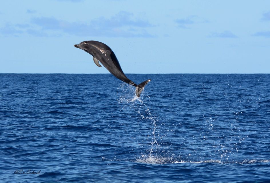 Madeira: Whale and Dolphin Watching Tour - Endemic seabirds and rock formations: moving fast without rushing