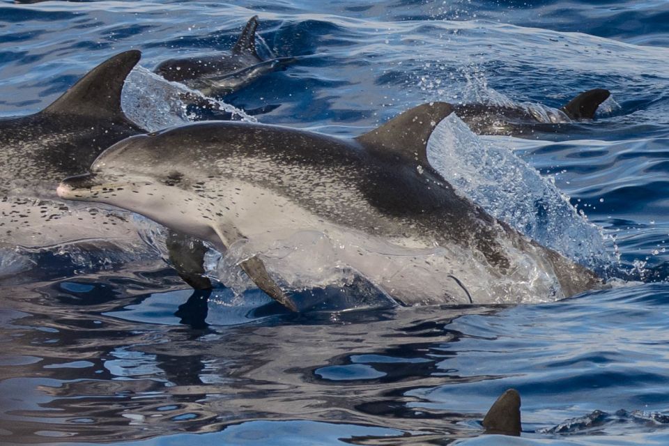Madeira: Whale and Dolphin Watching Tour - Price check: is $70 good value for 2 hours on Madeira?