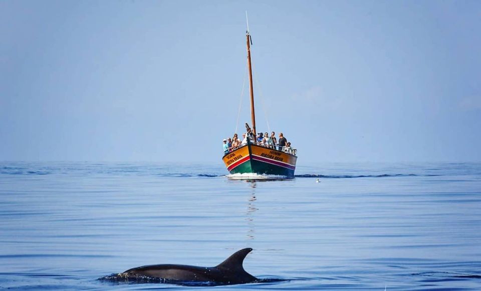 Madeira: Whale Watching Excursion in a Traditional Vessel - Should you book Lobosonda’s Madeira whale watching trip?