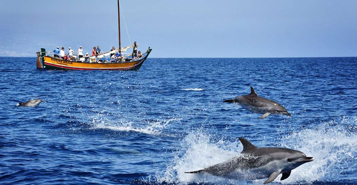 Madeira: Whale Watching Excursion in a Traditional Vessel - Why the Ribeira Brava boat makes this whale watch feel different