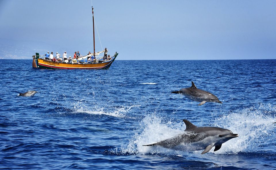 Madeira: Whale Watching Excursion in a Traditional Vessel - What you’re looking for: dolphins, whales, monk seals, and birds