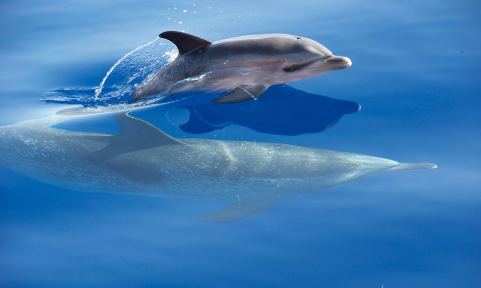 Madeira: Whale Watching Excursion in a Traditional Vessel - Price and value: where $53 fits (and where it might not)