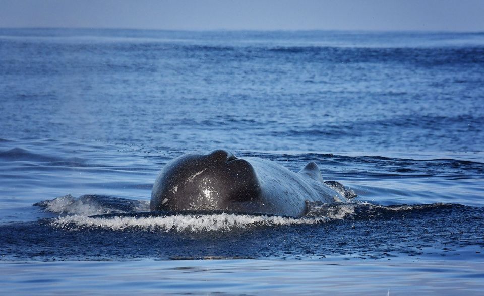 Madeira: Whale Watching Excursion in a Traditional Vessel - Your 2.5-hour route: from the marina to Madeira’s protected waters