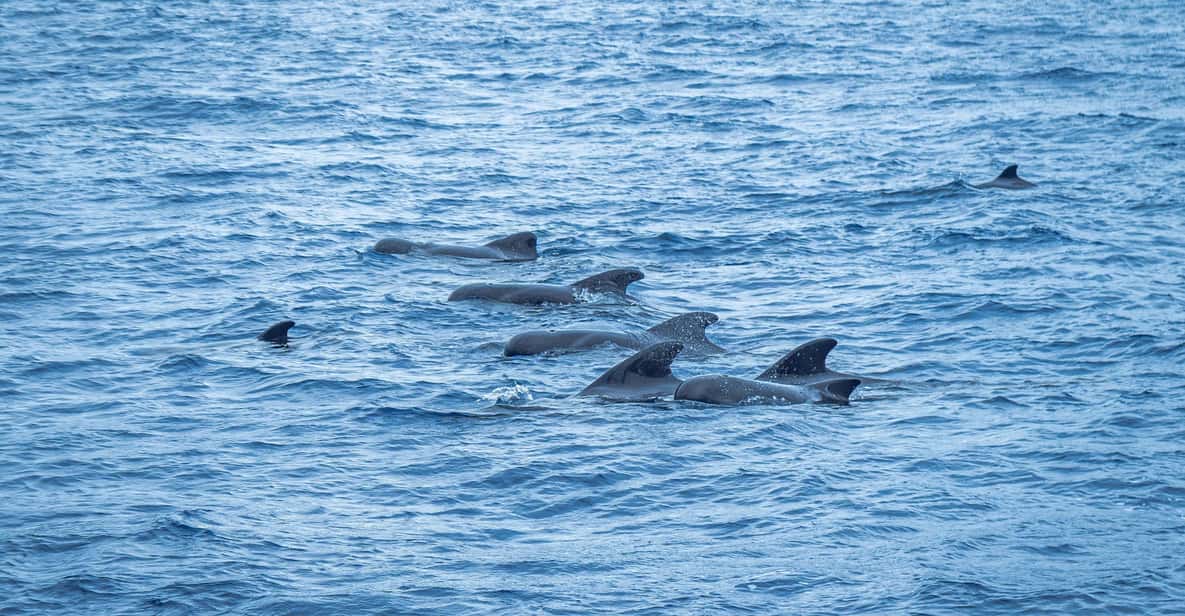 Madeira : Whales and Dolphins wooden boat excursion - Entering the Madeira Sea: Meeting at Funchal Pier 8