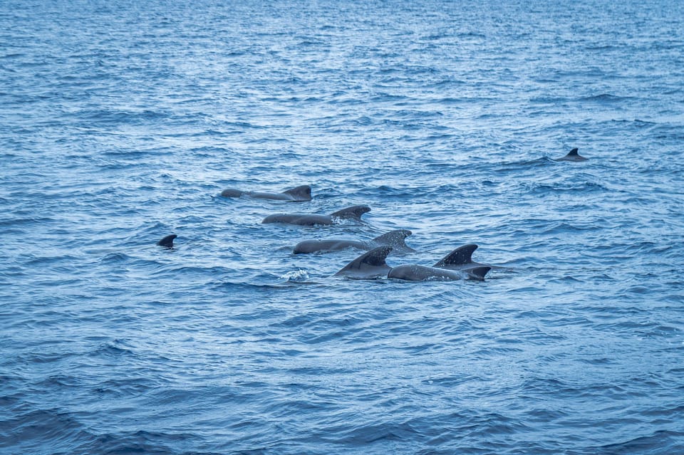 Madeira : Whales and Dolphins wooden boat excursion - Should You Book Bonita da Madeira’s Whales and Dolphins Trip?