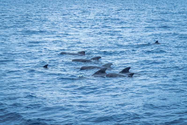 Madeira : Whales and Dolphins wooden boat excursion - A 3-Hour Wooden-Boat Plan That Doesn’t Drag