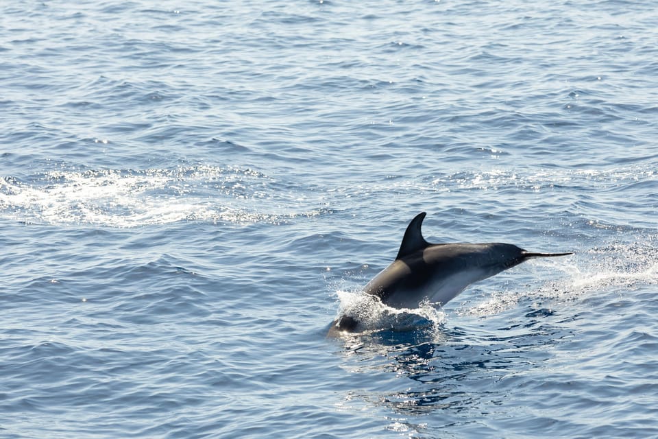 Madeira : Whales and Dolphins wooden boat excursion - Cabo Girão: The Swim Stop With a View (When the Sea Plays Along)