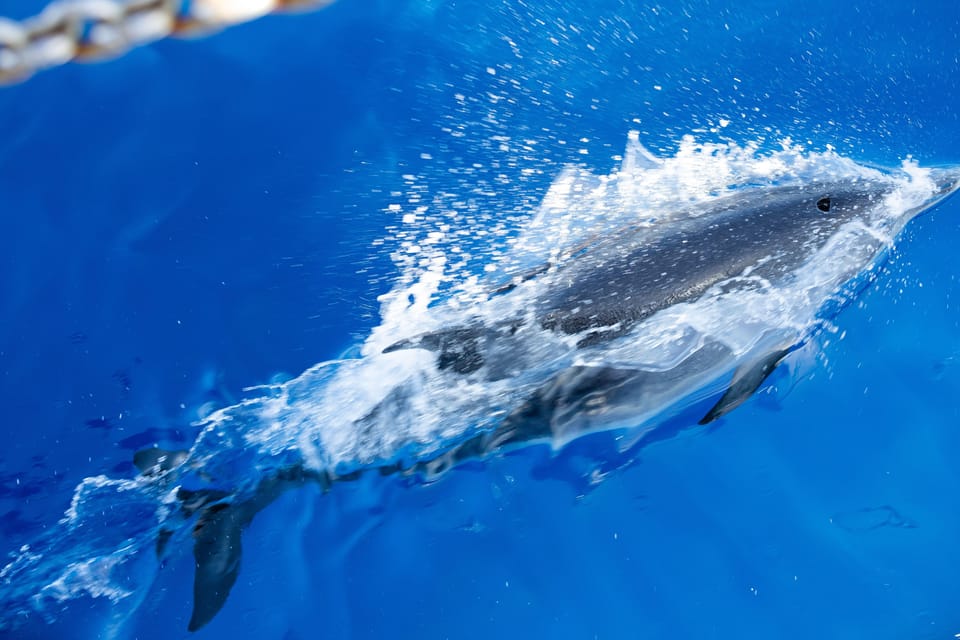 Madeira : Whales and Dolphins wooden boat excursion - Onboard Comfort Details That Make a Difference