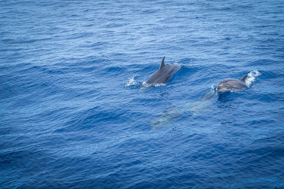 Madeira : Whales and Dolphins wooden boat excursion - Price and Value: Getting More Than Just a Ticket
