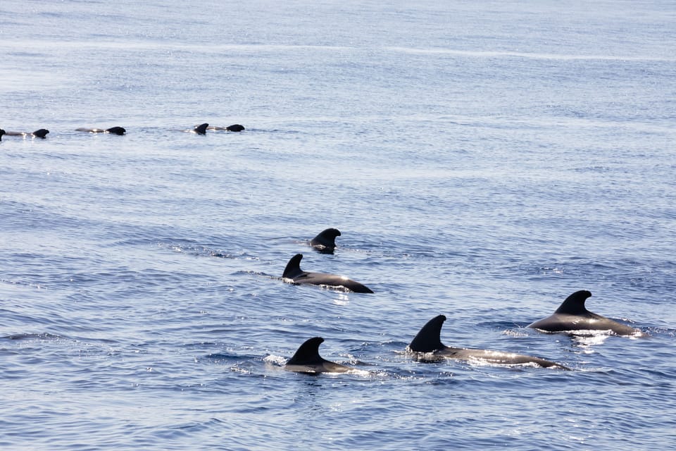 Madeira : Whales and Dolphins wooden boat excursion - Who Should Book This Dolphin and Whale Excursion
