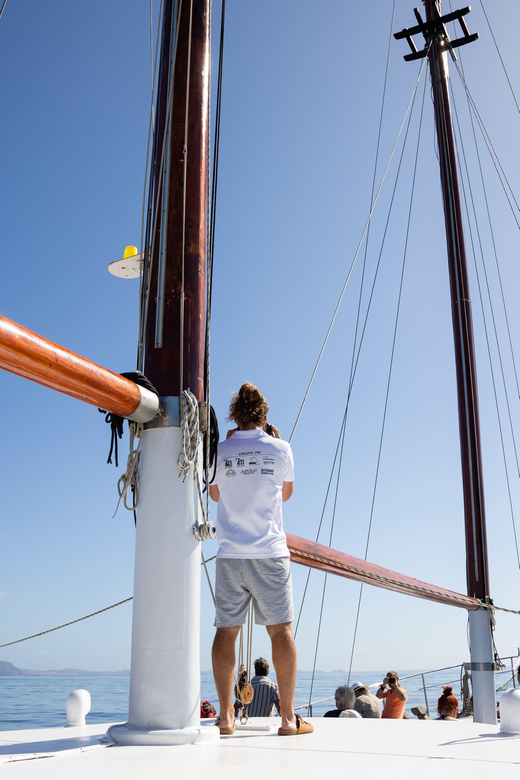Madeira : Whales and Dolphins wooden boat excursion - Madeira Wine and a Real Welcome Aboard