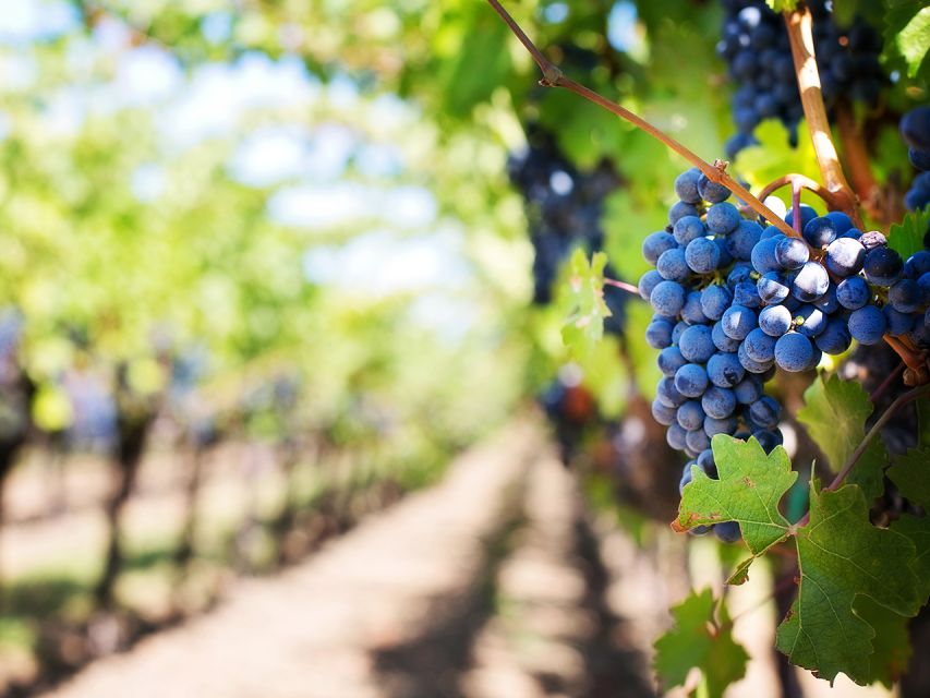 Madeira: Wine Safari Jeep Tour with Local Guide - Pickup in Funchal (and Caniço) before heading inland