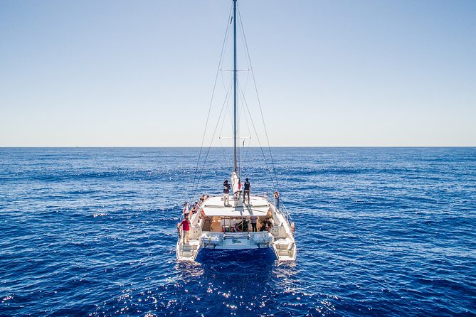 Magic Dolphin Celebrity - What You’ll Experience on This 2–3 Hour Madeira Combo
