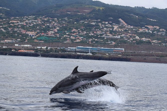 Magic Dolphin Celebrity - A 25-Guest Catamaran That Actually Feels Like a Luxury Whale-Watching Trip