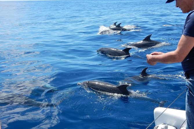 Magic Dolphin Celebrity - Sea Safari Focus: How the Crew Helps You Spot Whales and Dolphins